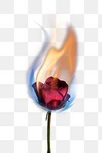 Burning rose png aesthetic flower, realistic flame effect on transparent background