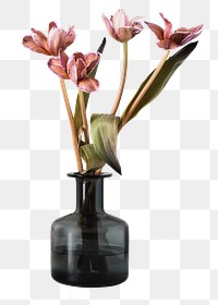 Aesthetic png flower in vase png, tulip, isolated object