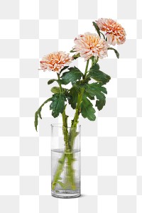 Pink chrysanthemum flower png element sticker, vase on transparent background