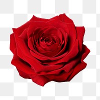 PNG red rose, valentine's flower sticker