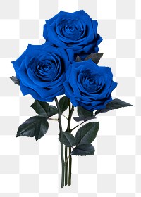 Blue rose png, flower sticker