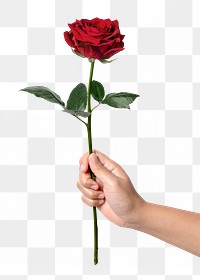 Red rose png, held by hand, collage element