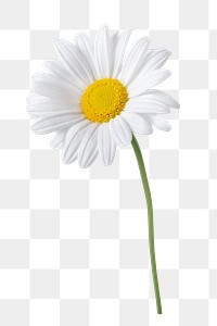PNG white daisy flower sticker
