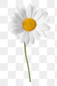 PNG white daisy flower sticker