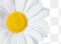 PNG white daisy flower sticker