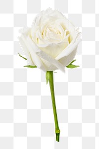 White rose png, valentine's flower sticker