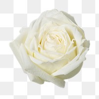 PNG white rose, flower sticker