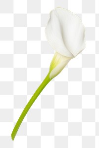 PNG white calla lily flower sticker