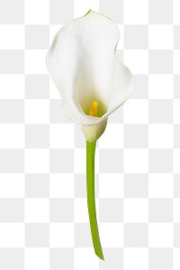 PNG white calla lily flower sticker