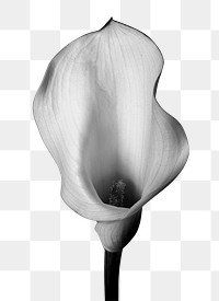 Calla lily png, black and white flower sticker