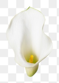 PNG white calla lily flower sticker