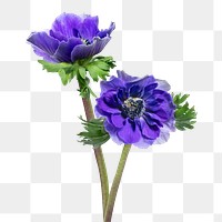 PNG purple anemone flower sticker