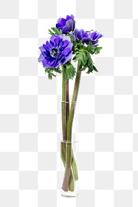 Anemone png in vase, isolated object, collage element design