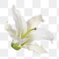 White lily png flower sticker