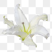 PNG white lily flower sticker