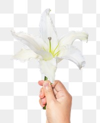 PNG white lily, held by hand, collage element