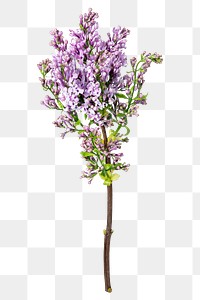 PNG lilac, purple flower sticker