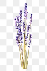 PNG purple lavender flower sticker