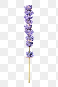 Lavender png purple flower sticker