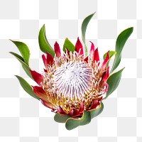 PNG king protea flower sticker