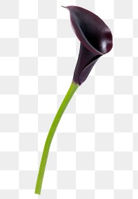 PNG purple calla lily flower sticker