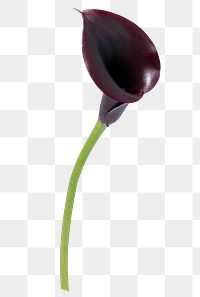 Purple calla lily png flower sticker