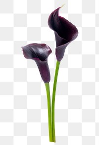Purple calla lily png flower sticker