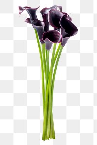 PNG purple calla lily flower sticker