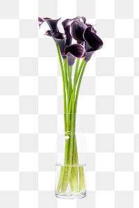 Purple calla lily png, glass vase, isolated object, collage element design