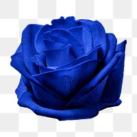 Blue rose png, flower sticker