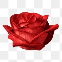 Red rose png, valentine's flower sticker