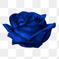 PNG blue rose, flower sticker