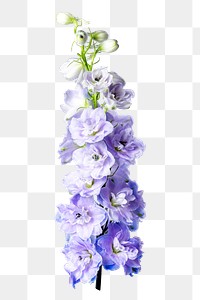 Png purple delphinium flower sticker