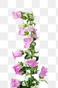 PNG pink campanula flower sticker