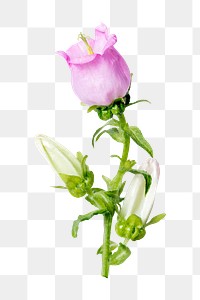 Pink flower png, campanula sticker