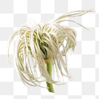 PNG clematis, white flower sticker