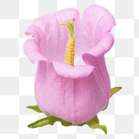 PNG pink campanula flower sticker