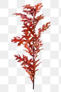 Red oak leaf png, isolated object design