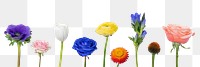 Colorful flowers png, collage element set, transparent background