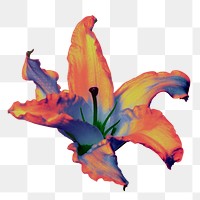 PNG colorful lily flower sticker