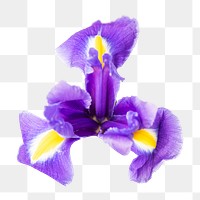 PNG Dutch iris, purple flower sticker