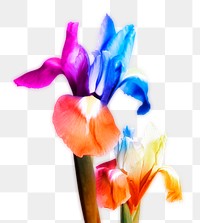 PNG colorful iris, flower sticker