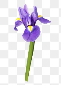 PNG Dutch iris, purple flower sticker