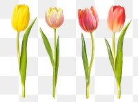 PNG red and pink tulips, flower sticker