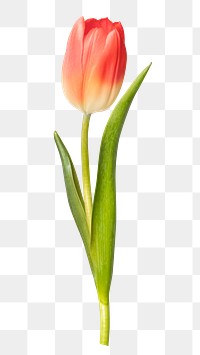 Red tulip png, flower sticker