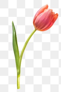 PNG red tulip, flower sticker