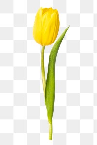 Yellow tulip png flower sticker