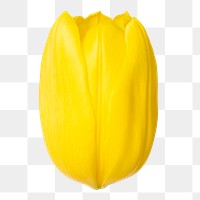 PNG yellow tulip, flower sticker, closeup