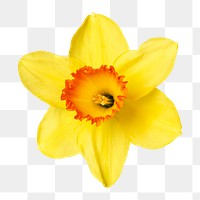 PNG daffodil, yellow flower sticker