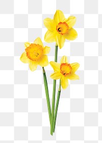 Yellow daffodil png flower sticker